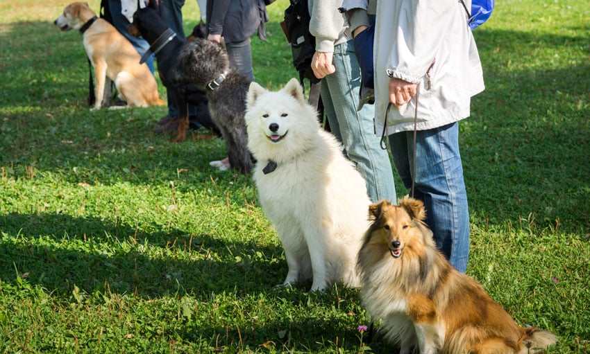 Hundeschule