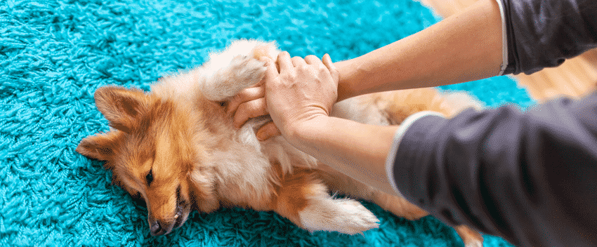 Erste Hilfe Hund