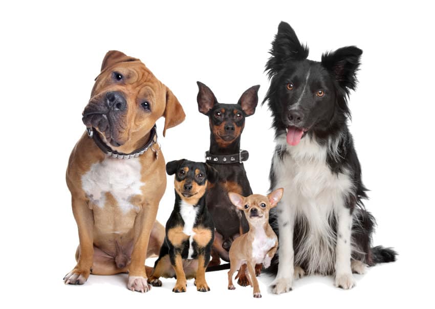Hundefuehrerschein