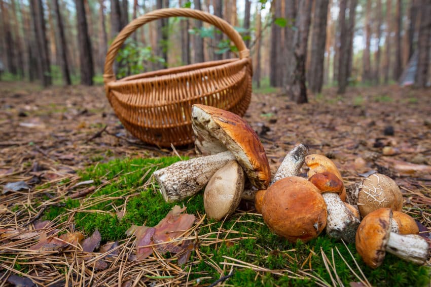 Pilze sammeln